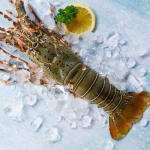 Fresh Lobster Sydney